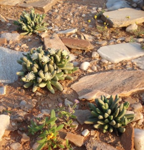 Nelia pillansii